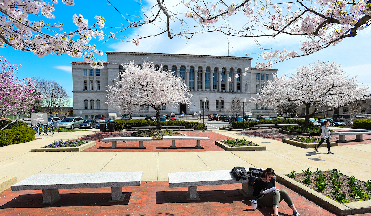 cherry blossom trees surrounding CUA's Mullen Library